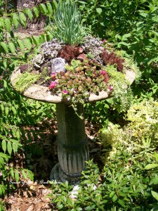 Succulent Birdbath https://lolajack-global.jp.net/upcyclerecycle-project-creating-a-succulent-garden-birdbath/