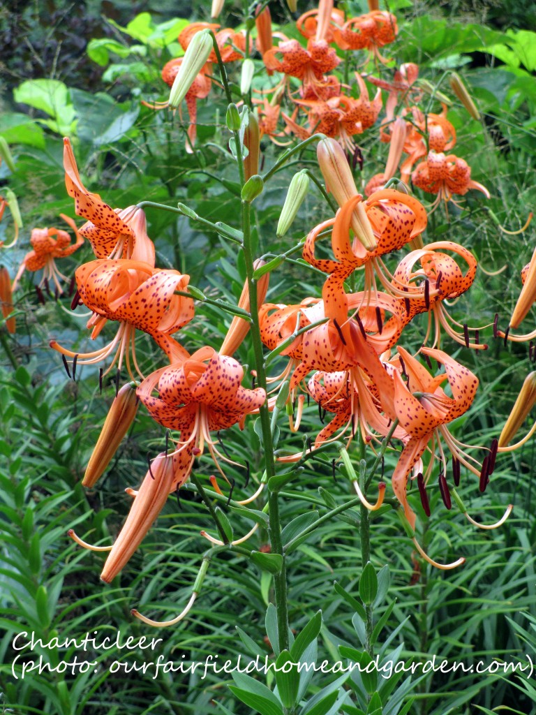 https://lolajack-global.jp.net/inspiring-gardens/chanticleer/