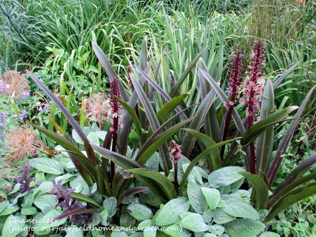 https://lolajack-global.jp.net/inspiring-gardens/chanticleer/