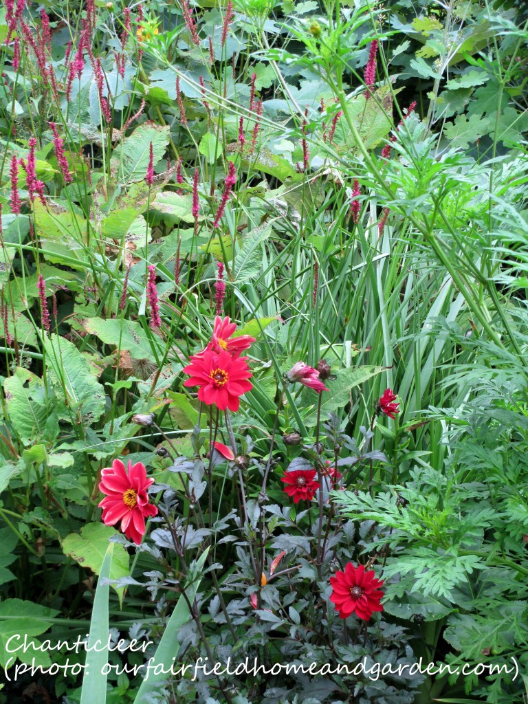 https://lolajack-global.jp.net/inspiring-gardens/chanticleer/