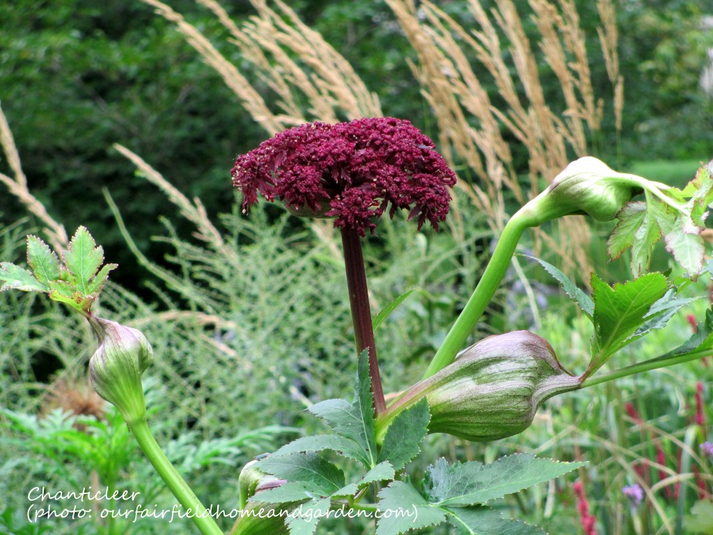 https://lolajack-global.jp.net/inspiring-gardens/chanticleer/