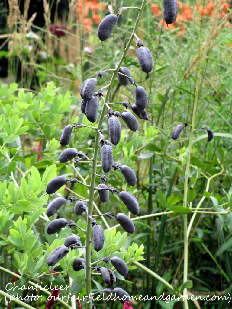 https://lolajack-global.jp.net/inspiring-gardens/chanticleer/