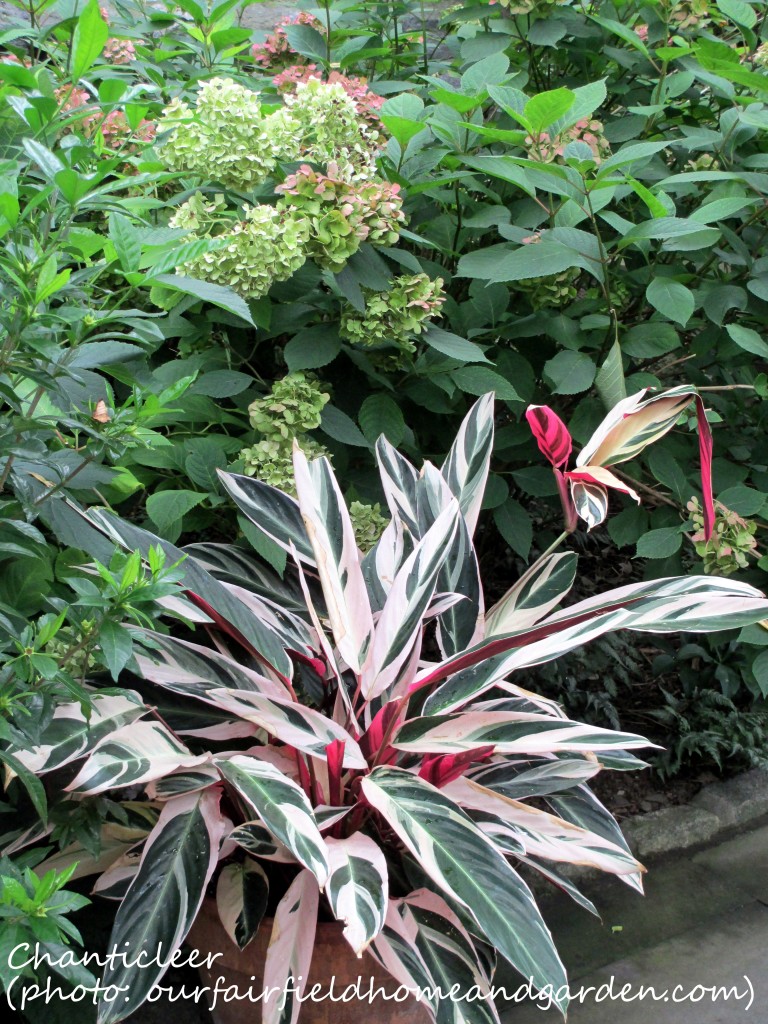 https://lolajack-global.jp.net/inspiring-gardens/chanticleer/