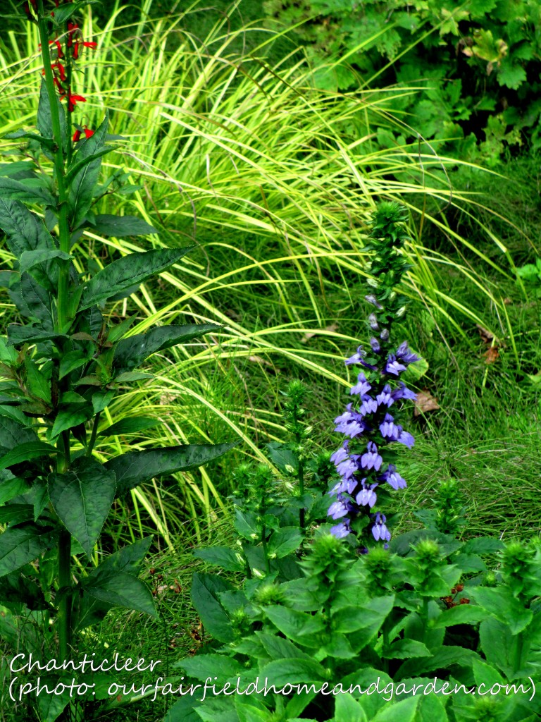 https://lolajack-global.jp.net/inspiring-gardens/chanticleer/