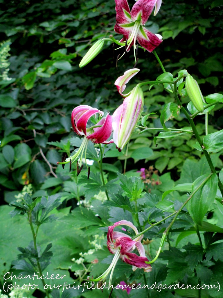 https://lolajack-global.jp.net/inspiring-gardens/chanticleer/