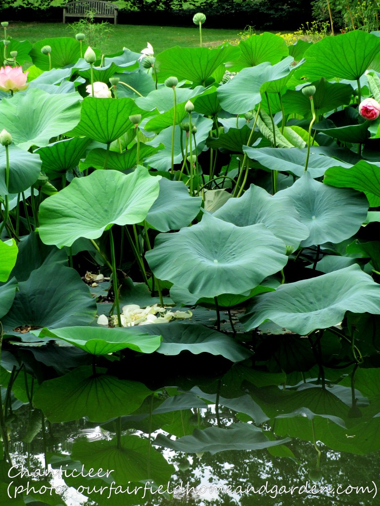 https://lolajack-global.jp.net/inspiring-gardens/chanticleer/