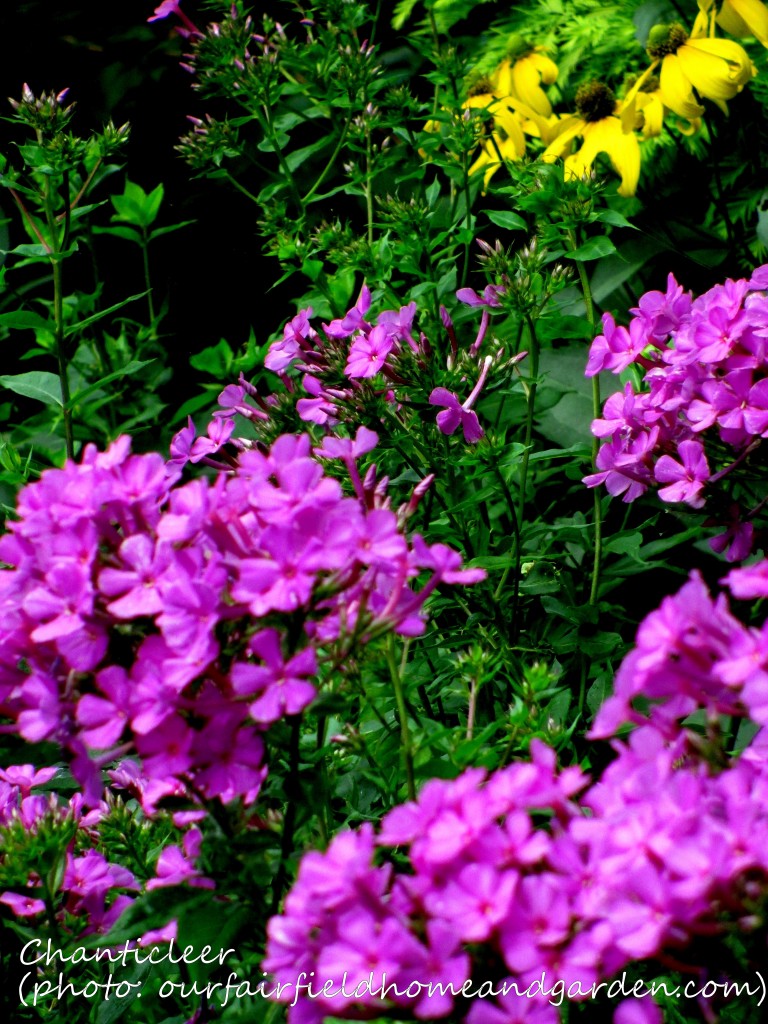 https://lolajack-global.jp.net/inspiring-gardens/chanticleer/