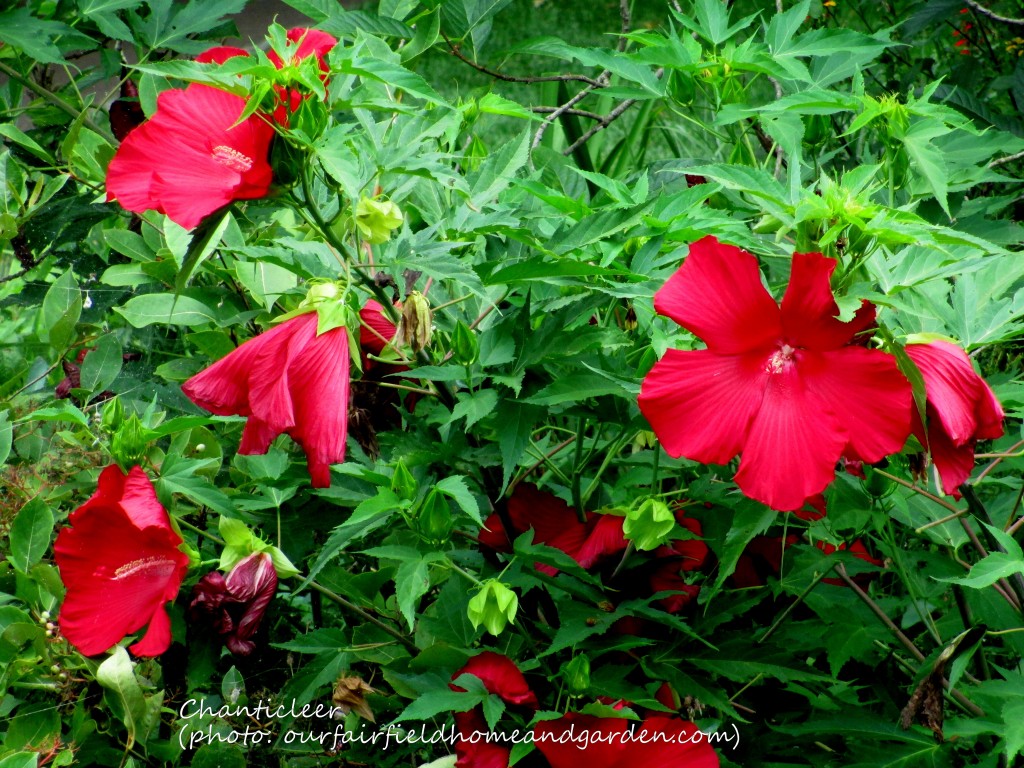 https://lolajack-global.jp.net/inspiring-gardens/chanticleer/