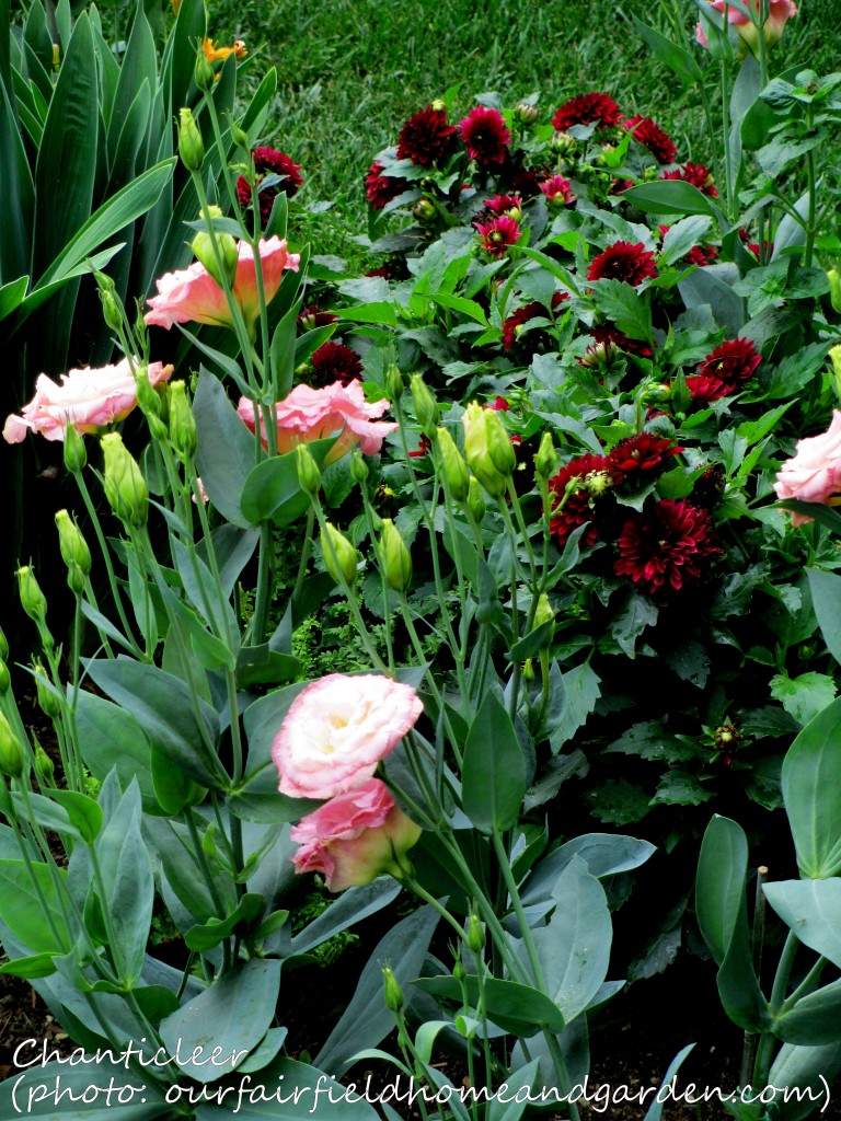 https://lolajack-global.jp.net/inspiring-gardens/chanticleer/