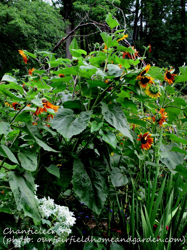 https://lolajack-global.jp.net/inspiring-gardens/chanticleer/