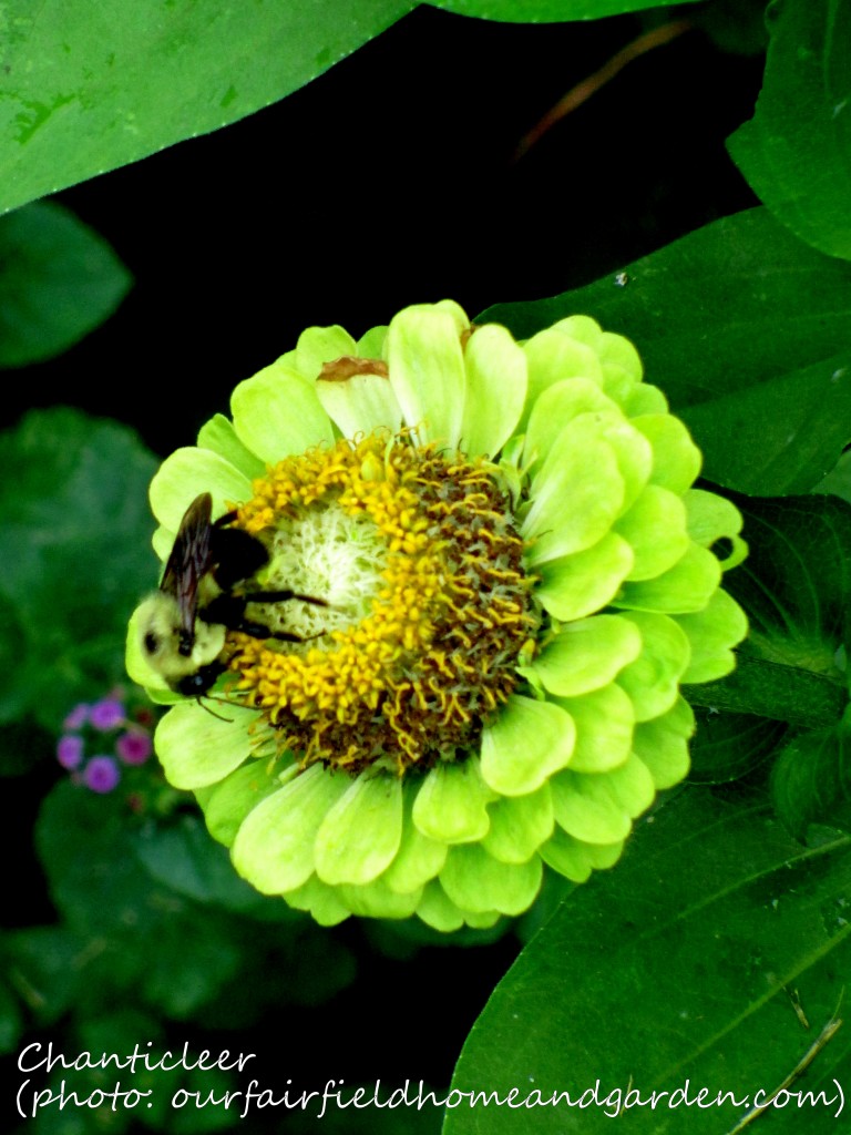 https://lolajack-global.jp.net/inspiring-gardens/chanticleer/