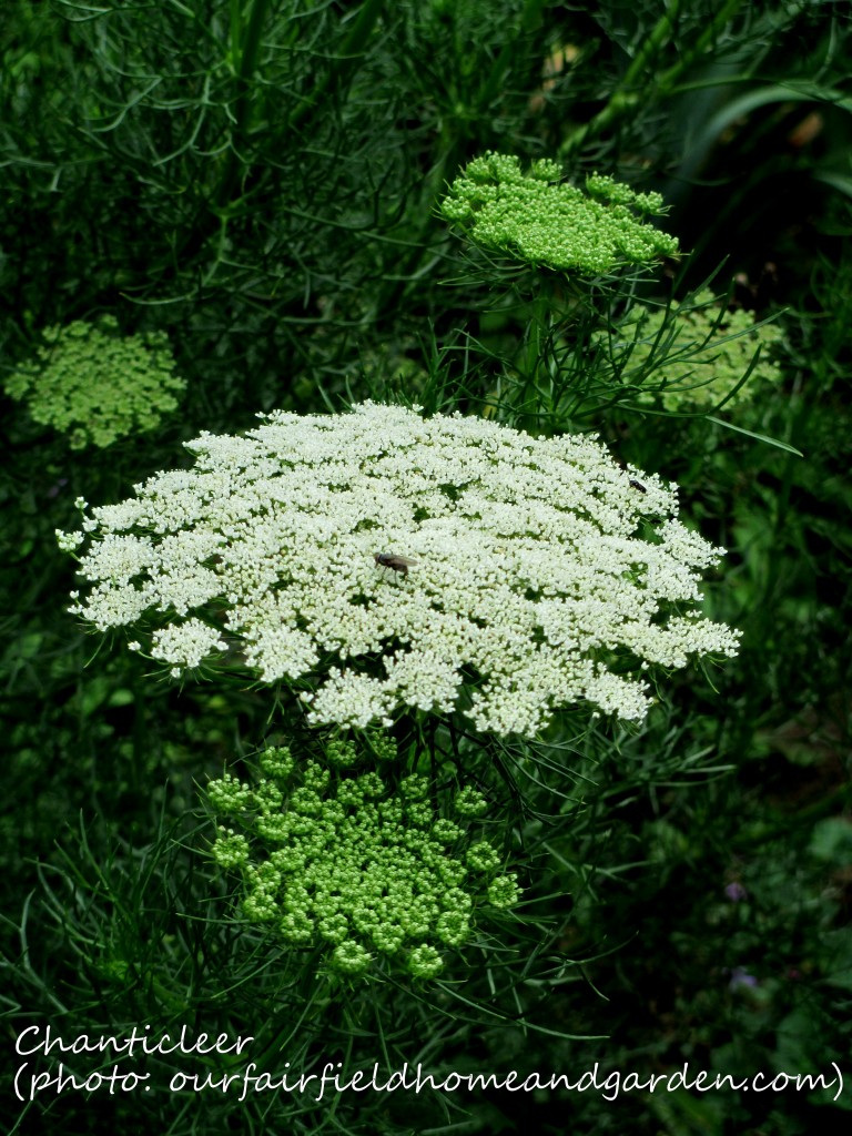 https://lolajack-global.jp.net/inspiring-gardens/chanticleer/
