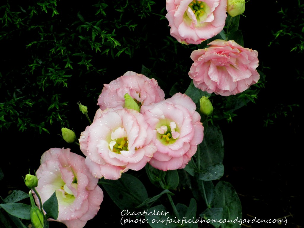 https://lolajack-global.jp.net/inspiring-gardens/chanticleer/