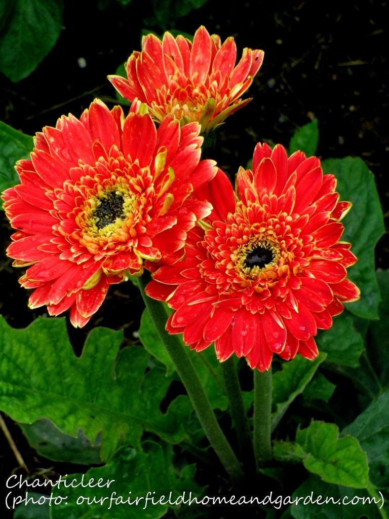 https://lolajack-global.jp.net/inspiring-gardens/chanticleer/