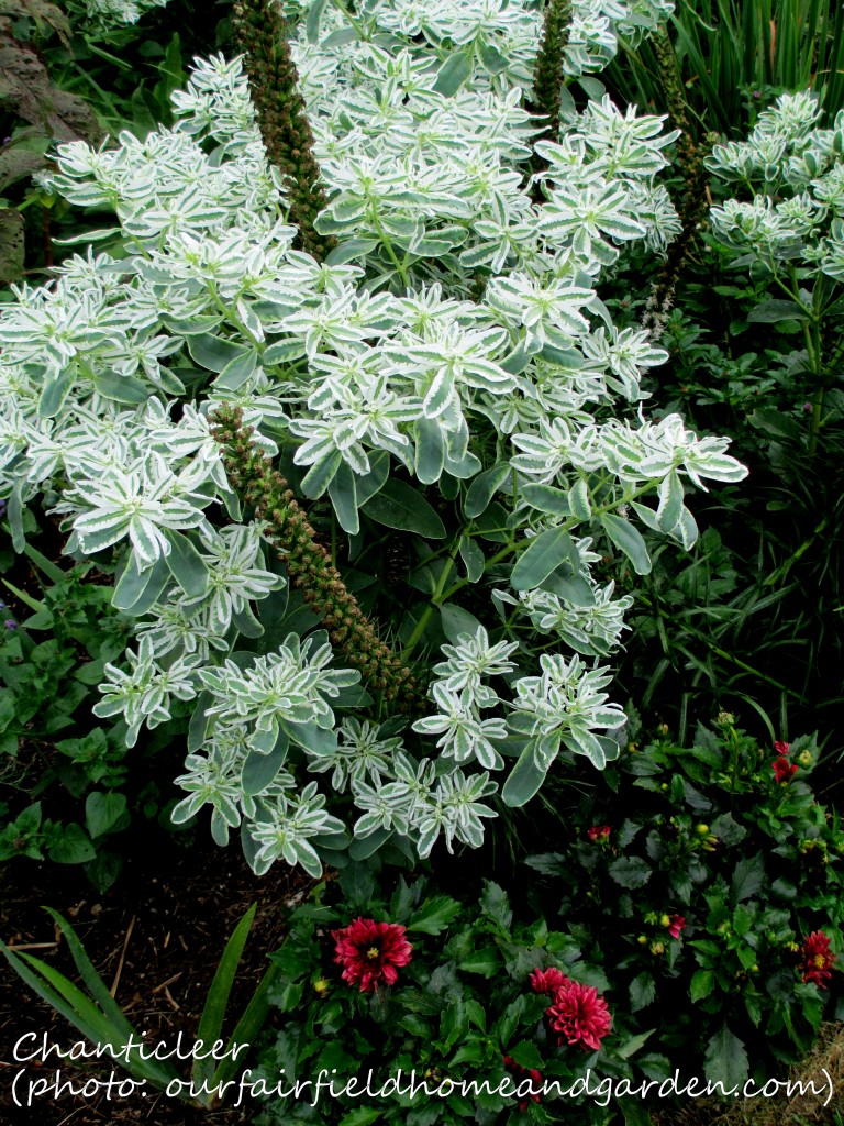 https://lolajack-global.jp.net/inspiring-gardens/chanticleer/