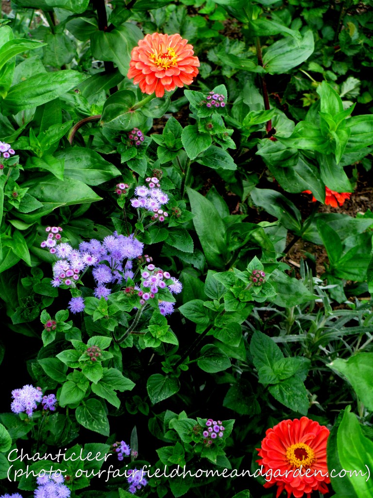 https://lolajack-global.jp.net/inspiring-gardens/chanticleer/