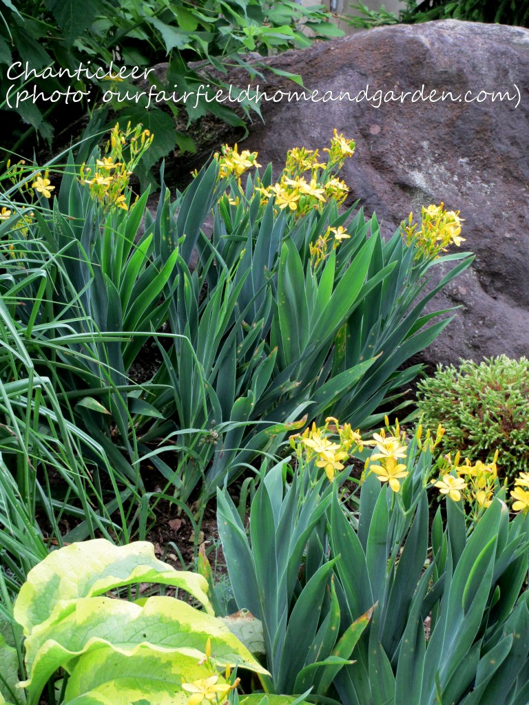 https://lolajack-global.jp.net/inspiring-gardens/chanticleer/