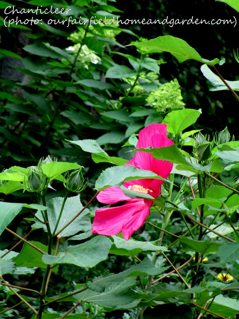 https://lolajack-global.jp.net/inspiring-gardens/chanticleer/
