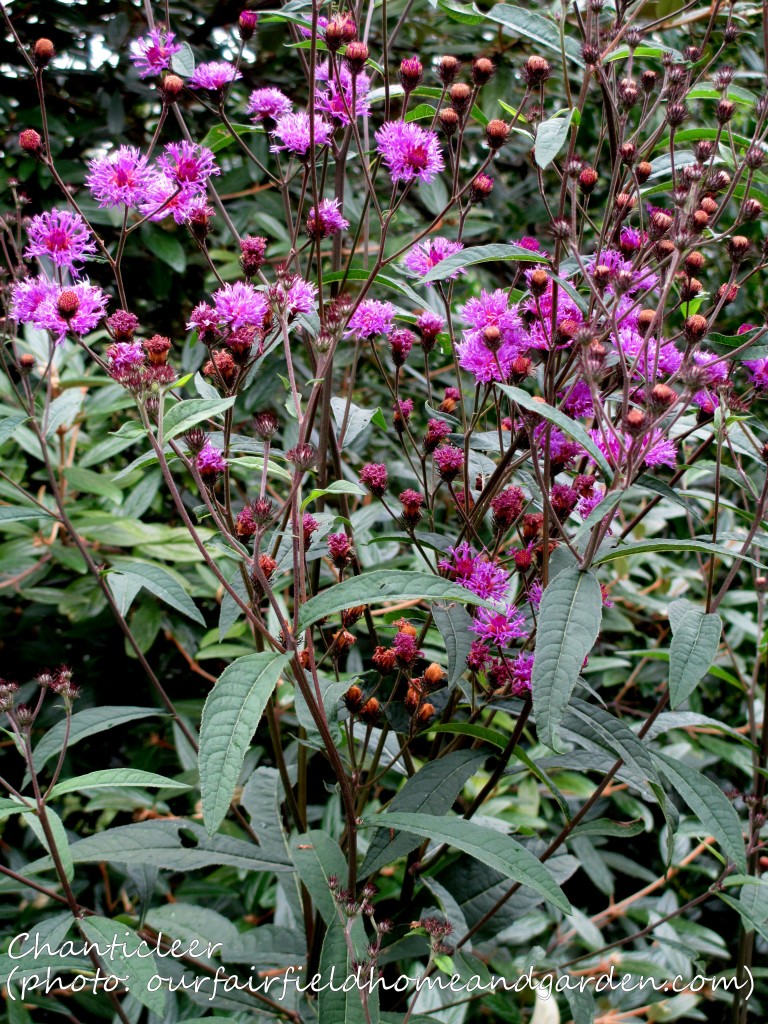 https://lolajack-global.jp.net/inspiring-gardens/chanticleer/