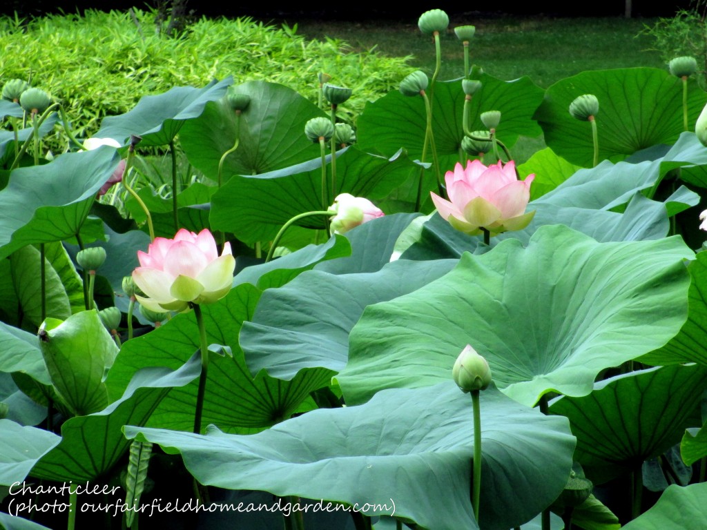Chanticleer https://lolajack-global.jp.net/field-trip-the-unusual-and-romantic-gardens-of-chanticleer/