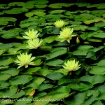 Chanticleer https://lolajack-global.jp.net/field-trip-the-unusual-and-romantic-gardens-of-chanticleer/