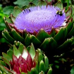 bees on artichokes https://lolajack-global.jp.net/field-trip-the-unusual-and-romantic-gardens-of-chanticleer/