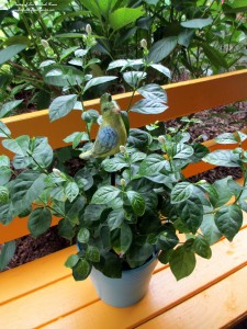 plant pokes https://lolajack-global.jp.net/diy-project-plant-pokes-from-vintage-salt-pepper-shakers/