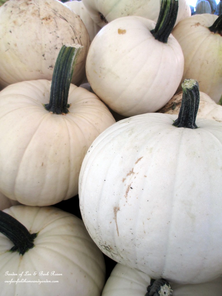 White Pumpkins https://lolajack-global.jp.net/field-trip-gourds-galore-and-norman-the-pot-bellied-pig-at-marinis-market/