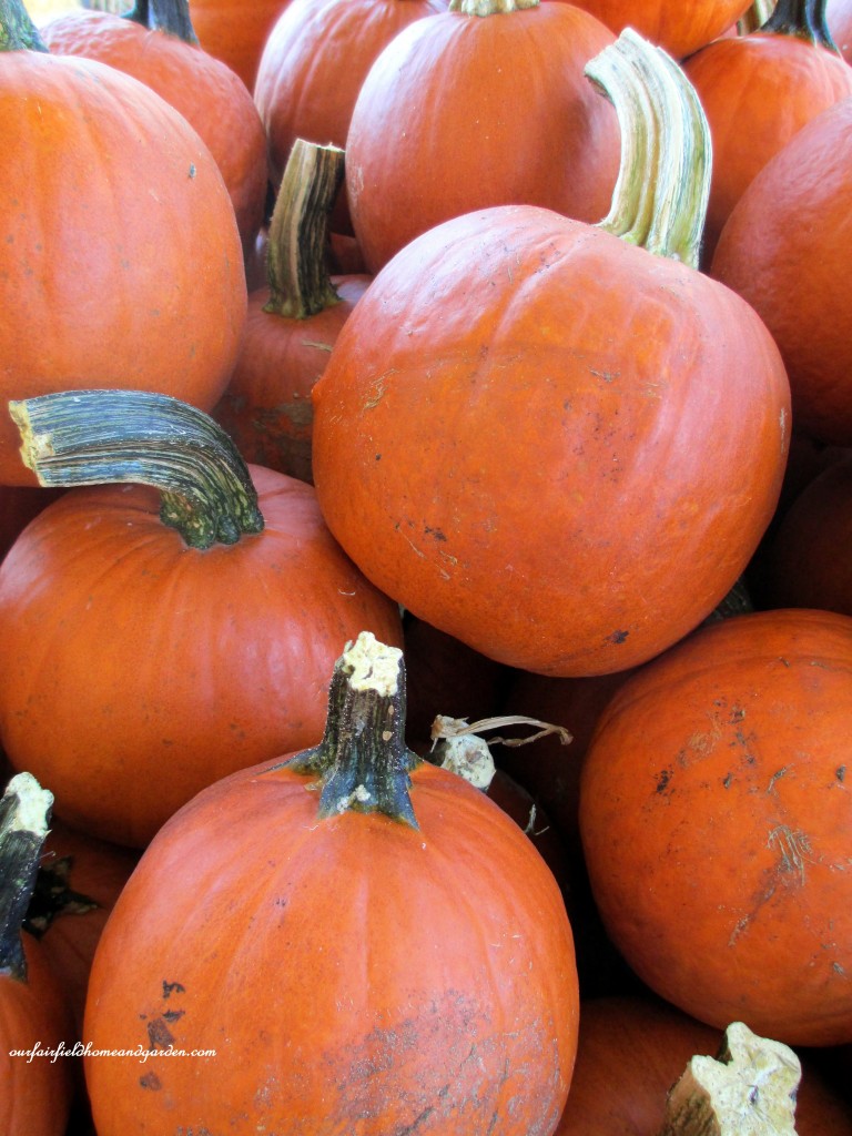Pumpkins https://lolajack-global.jp.net/field-trip-gourds-galore-and-norman-the-pot-bellied-pig-at-marinis-market/