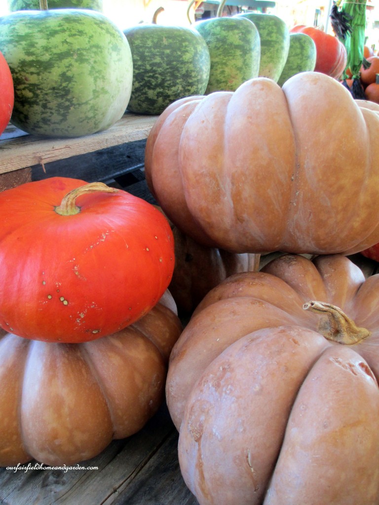 Fall Pumpkins https://lolajack-global.jp.net/field-trip-gourds-galore-and-norman-the-pot-bellied-pig-at-marinis-market/