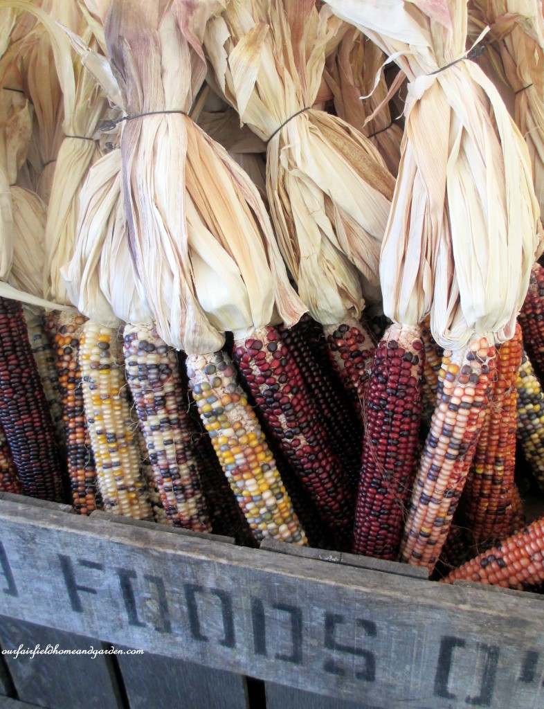 Indian Corn https://lolajack-global.jp.net/field-trip-gourds-galore-and-norman-the-pot-bellied-pig-at-marinis-market/