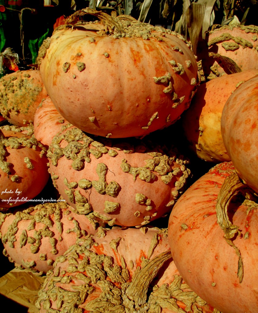 Peanut Pumpkins https://lolajack-global.jp.net/field-trip-gourds-galore-and-norman-the-pot-bellied-pig-at-marinis-market/