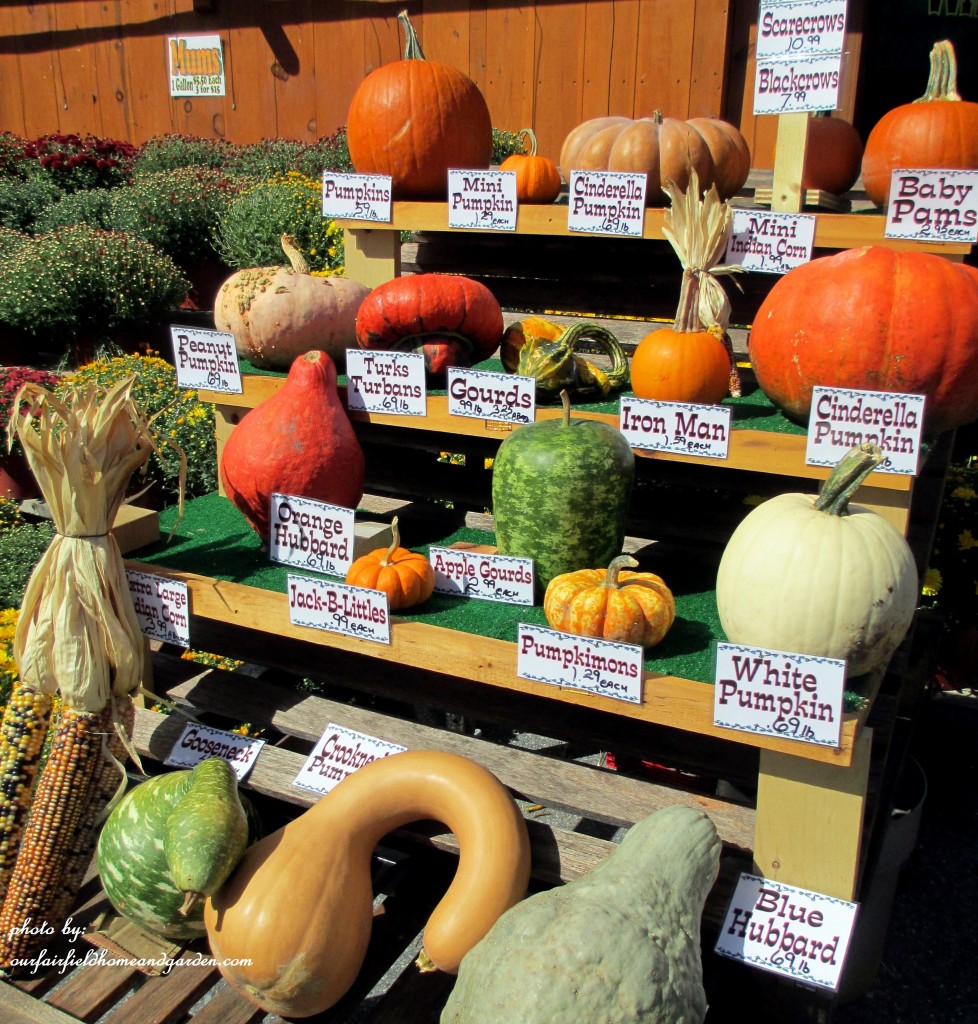 Gourd Identification https://lolajack-global.jp.net/field-trip-gourds-galore-and-norman-the-pot-bellied-pig-at-marinis-market/