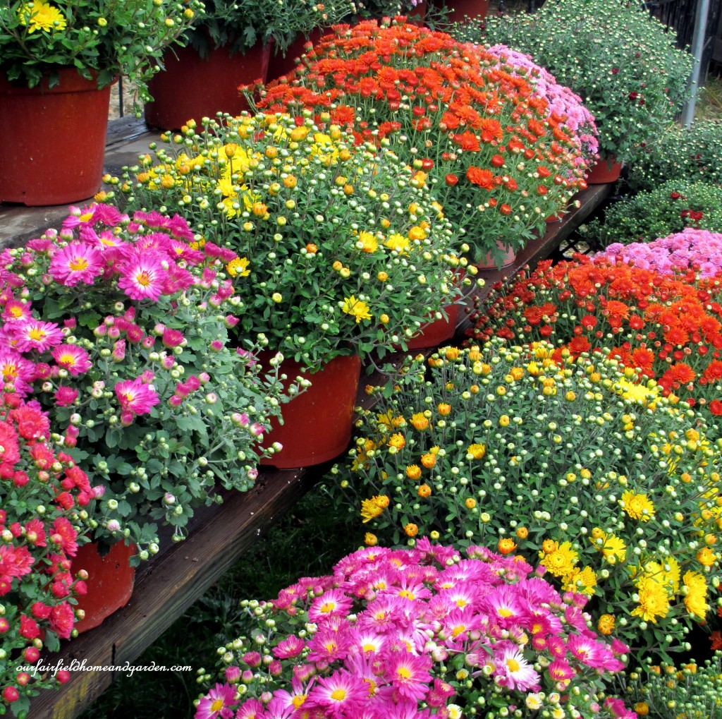 Mums https://lolajack-global.jp.net/field-trip-gourds-galore-and-norman-the-pot-bellied-pig-at-marinis-market/