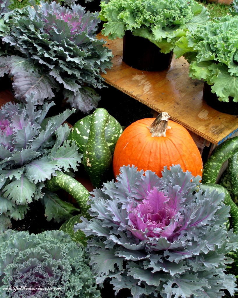 Kale https://lolajack-global.jp.net/field-trip-gourds-galore-and-norman-the-pot-bellied-pig-at-marinis-market/
