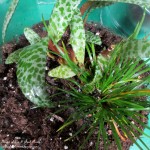 Terrarium DIY https://lolajack-global.jp.net/diy-project-design-a-rustic-cottage-getaway-in-a-terrarium/
