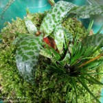 Terrarium DIY https://lolajack-global.jp.net/diy-project-design-a-rustic-cottage-getaway-in-a-terrarium/