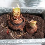 forcing bulbs https://lolajack-global.jp.net/diy-project-save-money-by-creating-your-own-fancy-potted-paperwhites-amaryllis-bulb-gardens-as-holiday-gifts-or-decorations/