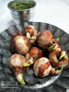 forcing bulbs https://lolajack-global.jp.net/diy-project-save-money-by-creating-your-own-fancy-potted-paperwhites-amaryllis-bulb-gardens-as-holiday-gifts-or-decorations/
