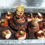 forcing bulbs https://lolajack-global.jp.net/diy-project-save-money-by-creating-your-own-fancy-potted-paperwhites-amaryllis-bulb-gardens-as-holiday-gifts-or-decorations/