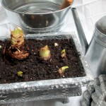 forcing bulbs https://lolajack-global.jp.net/diy-project-save-money-by-creating-your-own-fancy-potted-paperwhites-amaryllis-bulb-gardens-as-holiday-gifts-or-decorations/