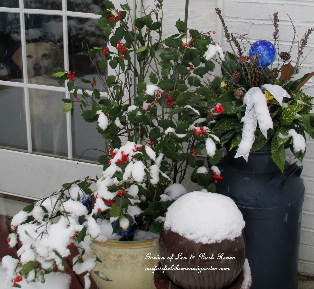 Chelsea Sue watching the snow fall https://lolajack-global.jp.net/winter-wonderland-it-finally-snowed/