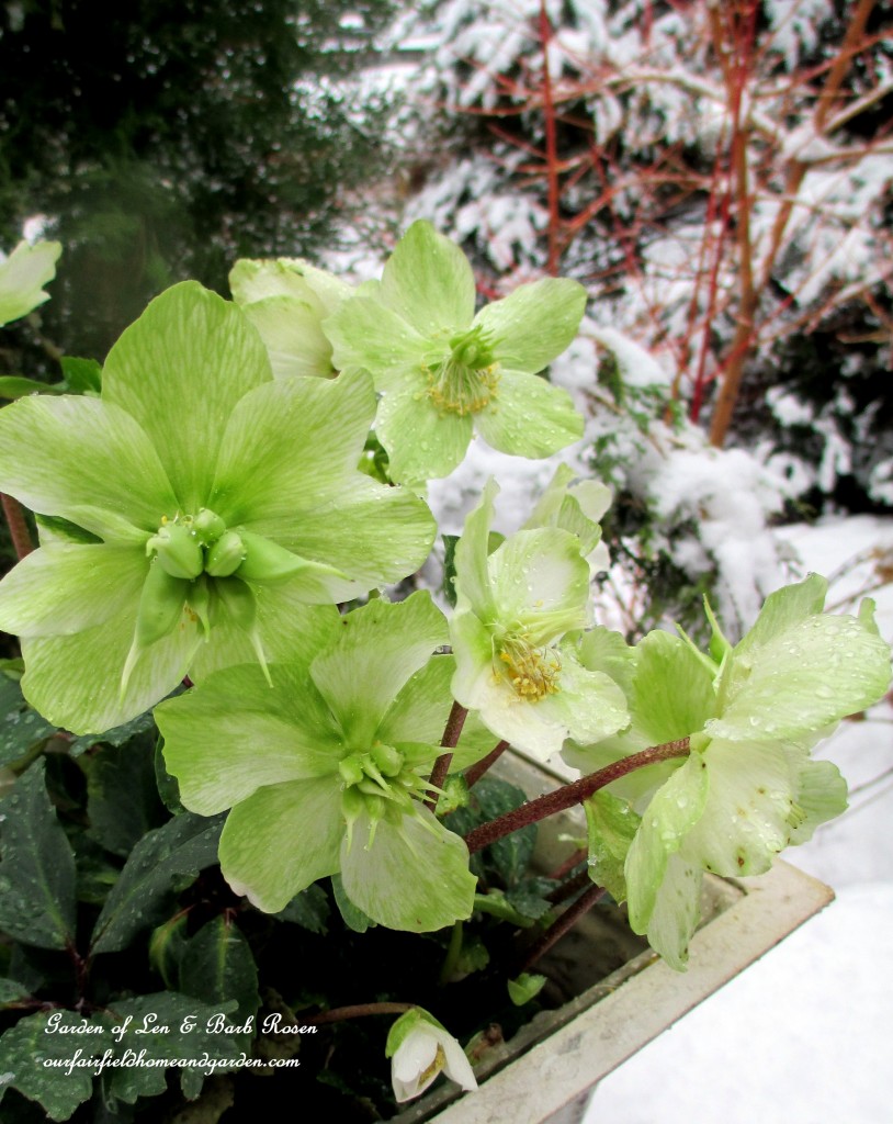 Hellebores https://lolajack-global.jp.net/winter-wonderland-it-finally-snowed/