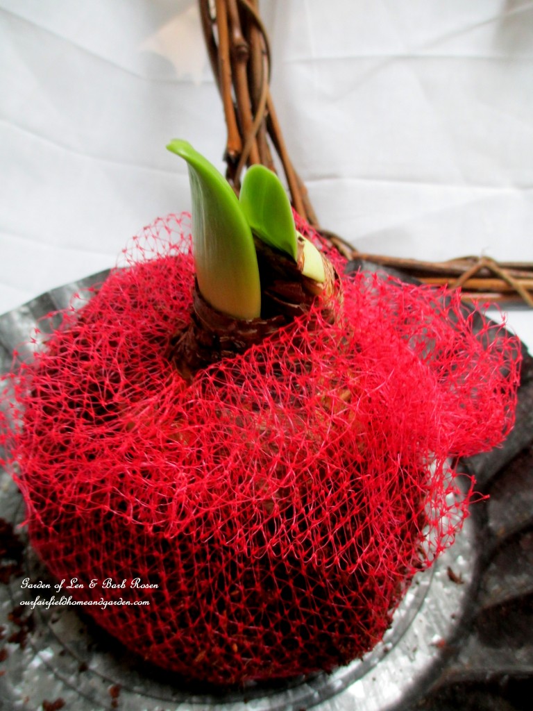 amaryllis bulbs set in potting soil wrapped in netting https://lolajack-global.jp.net/diy-amaryllis-heart-wreath/