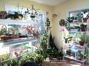 sunny Garden Room on a January morning