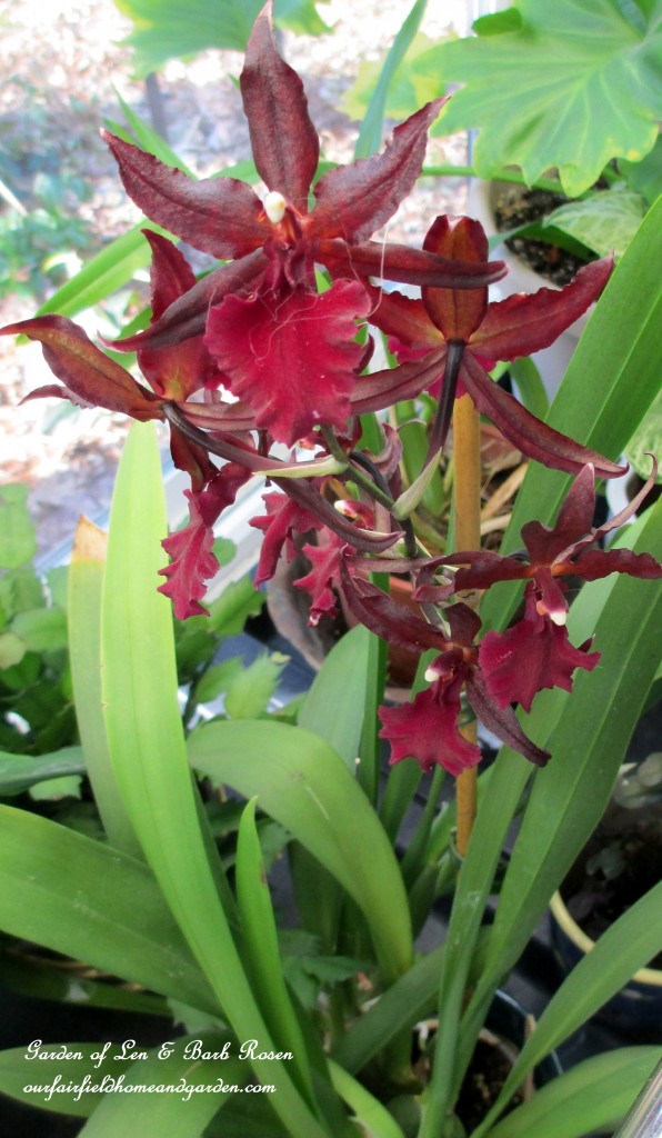 orchids bloom year-round https://lolajack-global.jp.net/my-winter-sanctuary-scenes-from-a-garden-room/