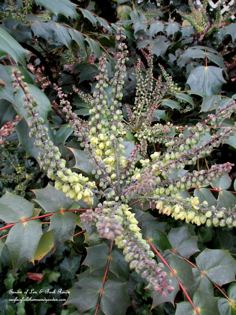 Mahonia Japonica just starting to bloom in mid-January https://lolajack-global.jp.net/heart-home-valentines-day-is-coming/