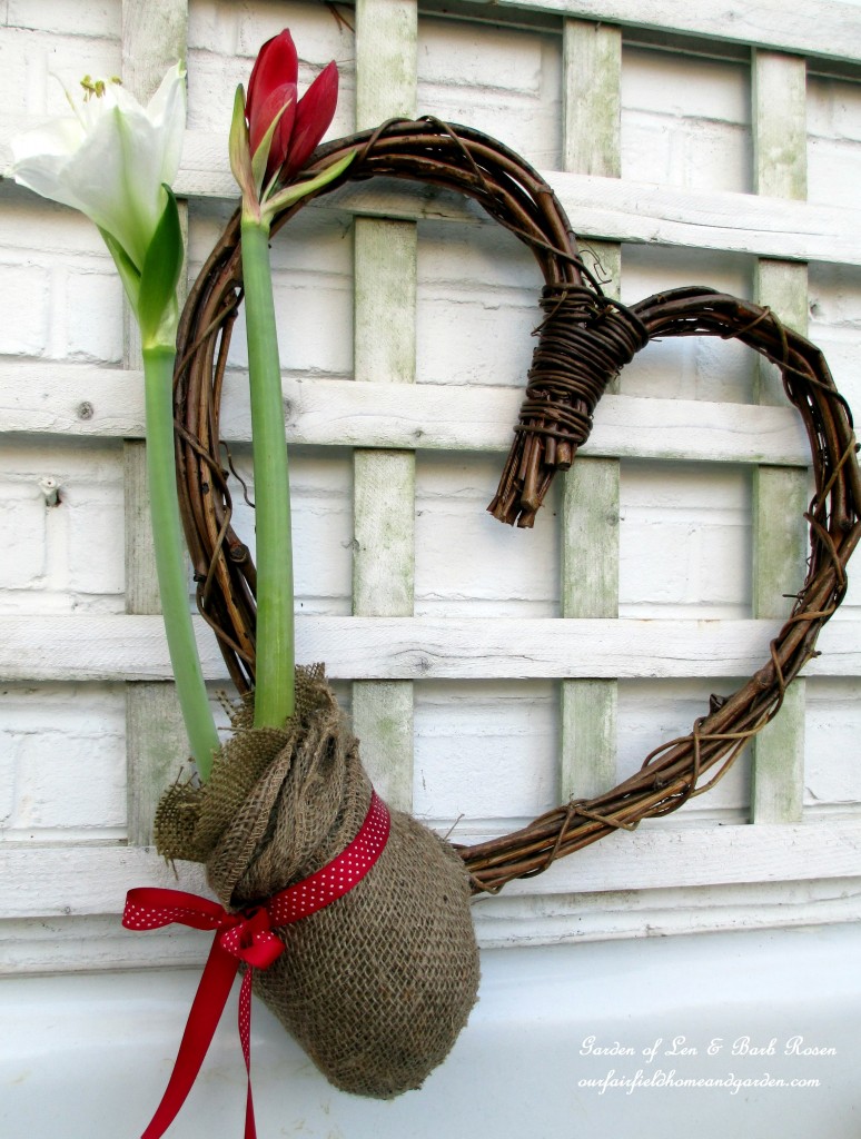 Amaryllis Heart https://lolajack-global.jp.net/be-my-valentine-valentine-decor/