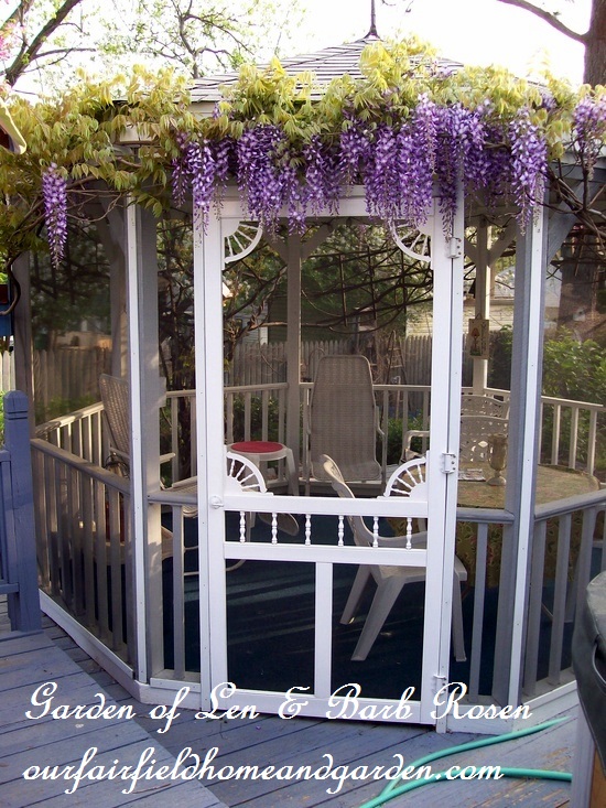 Wisteria on the gazebo in spring https://lolajack-global.jp.net/a-trip-down-memory-lane-my-former-garden/
