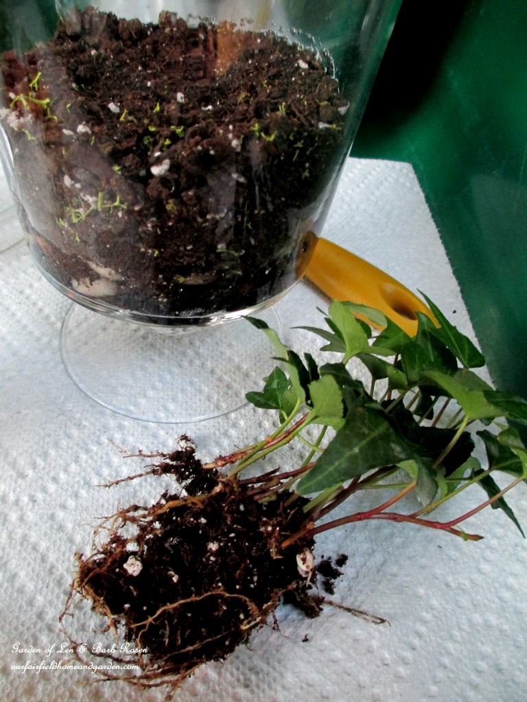 https://lolajack-global.jp.net/diy-project-summer-enchantment-in-a-jar/ Trim the plant roots to about one-third their original size before planting in the terrarium.